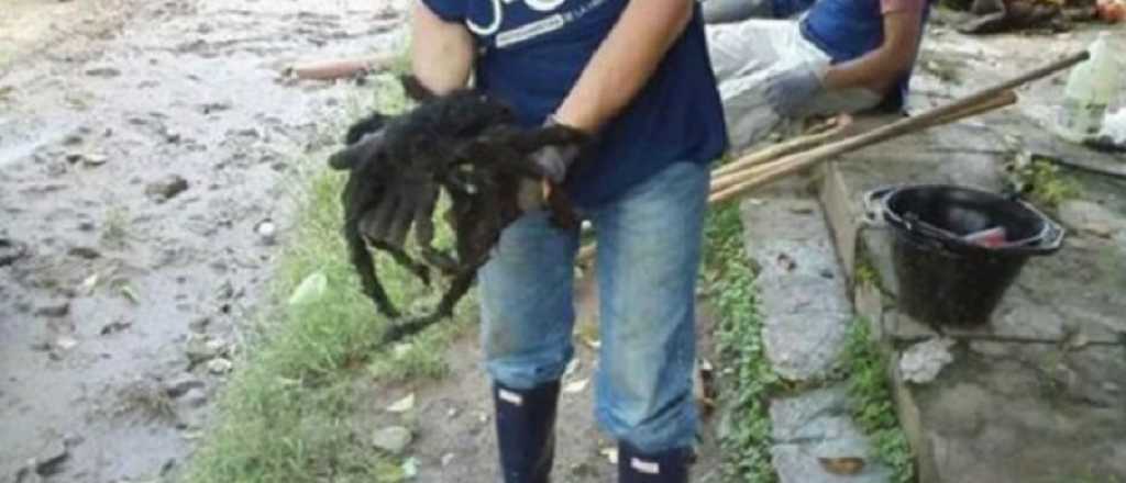 Impresionante araña gigante fue hallada en Catamarca