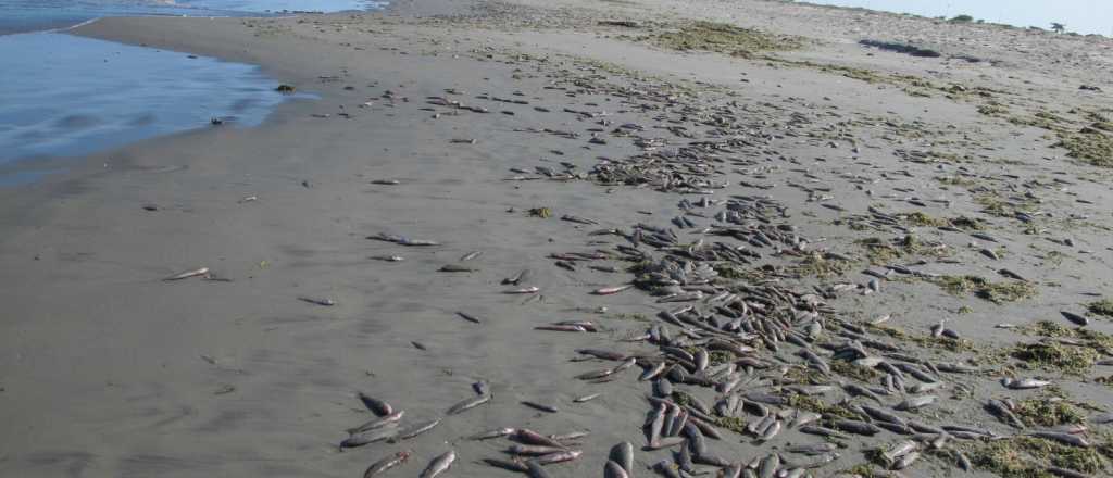 Misterio por la enorme cantidad de peces muertos en la costa argentina
