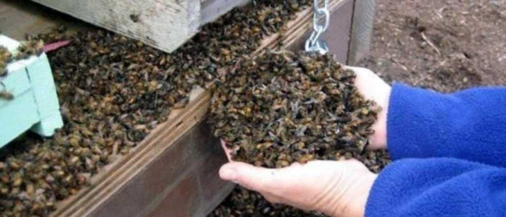 Conmoción en Córdoba por la muerte repentina de 72 millones de abejas