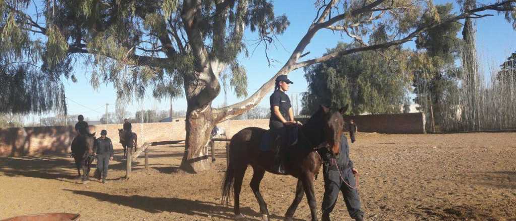 Triste: sacrifican a un caballo que persiguió a dos ladrones en el Parque