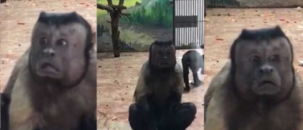 El mono con cara de "humano preocupado" que asombra al mundo
