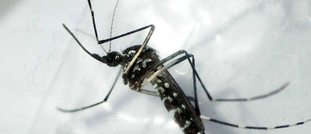 Alerta por el súper mosquito transmisor del Zika