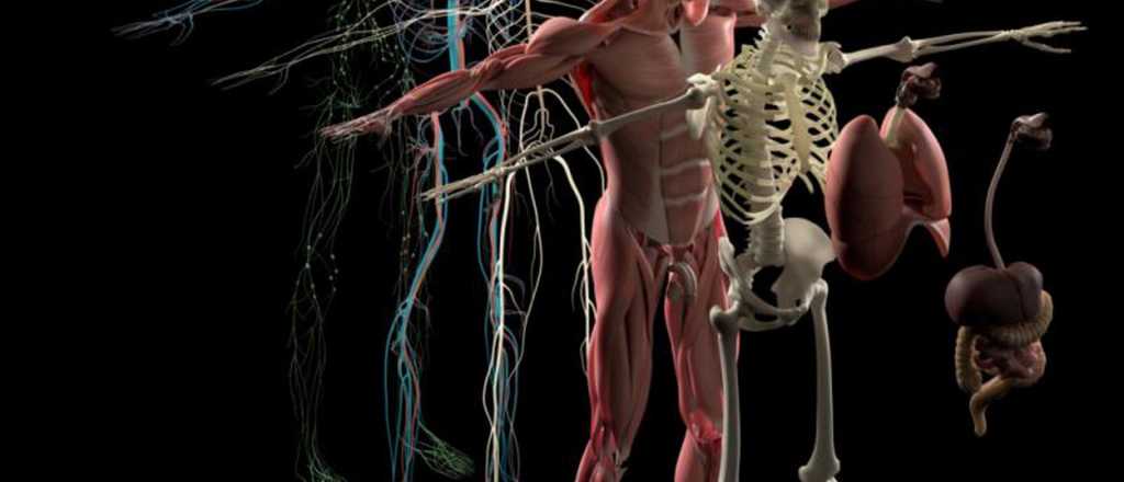 Qu&eacute; es el intersticio, el nuevo &oacute;rgano que acaban de descubrir en el cuerpo humano