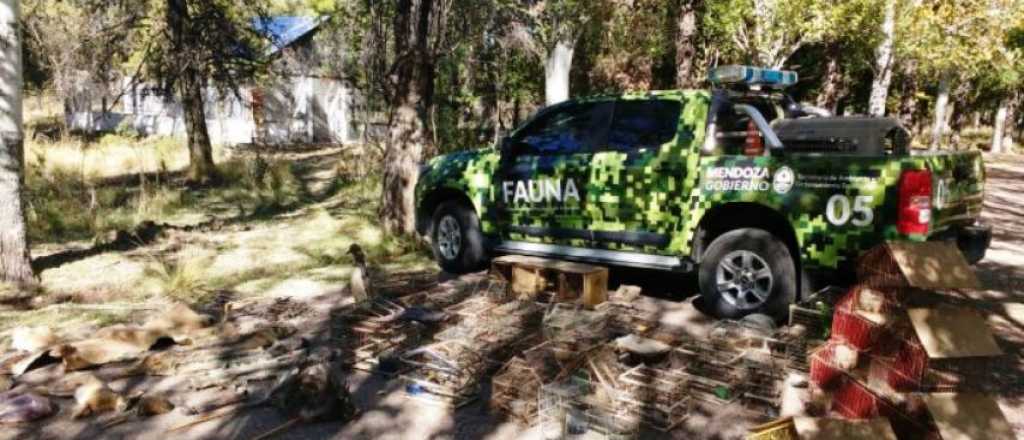 Salvaron a 33 caballos que estaban por ser faenados en Guaymallen y Maip&uacute;