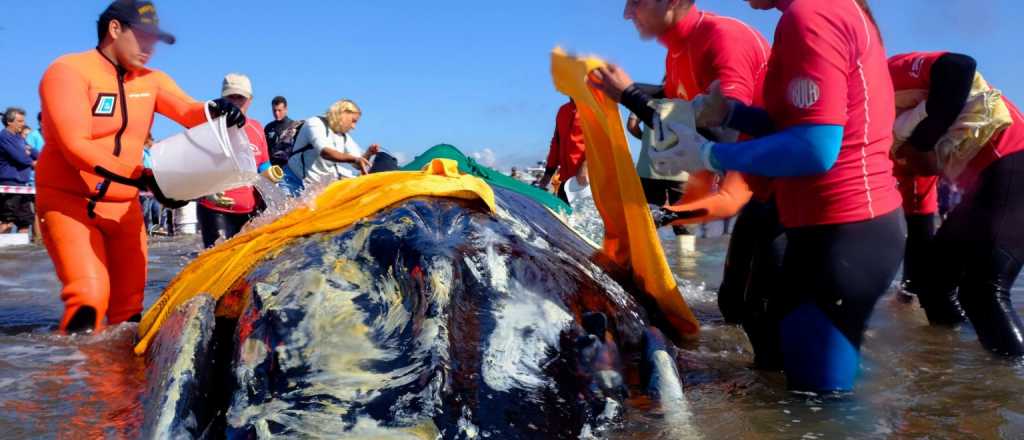 A contrarreloj intentan rescatar a ballena jorobada varada en Punta Mogotes