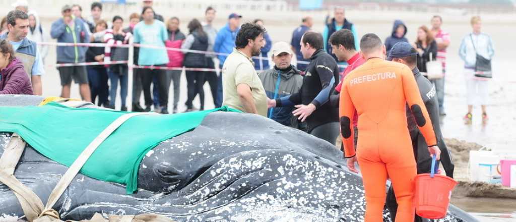 Murió la ballena encallada en Mar del Plata