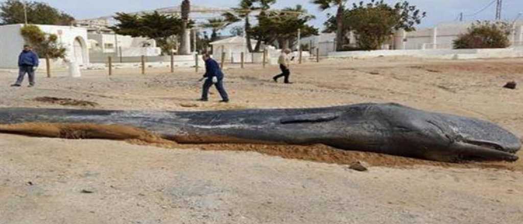 Encuentran 29 kilos de plástico en el estómago de una ballena