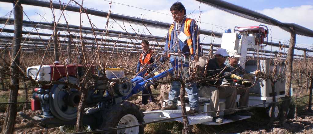 Empresa mendocina cre&oacute; m&aacute;quina para cosecha asistida de uvas