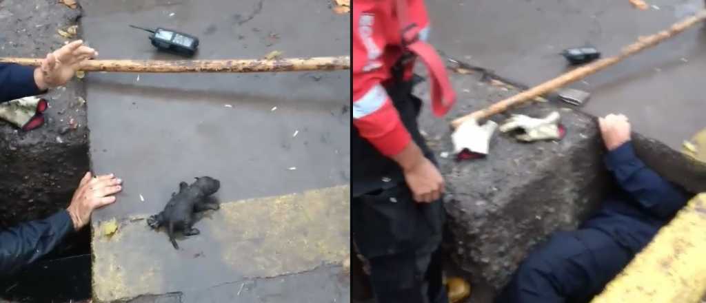 Video: emocionante rescate de perritos recién nacidos por Bomberos de San Carlos 