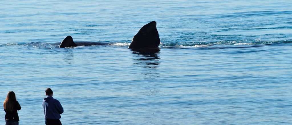 Las primeras ballenas del año llegaron a Puerto Madryn