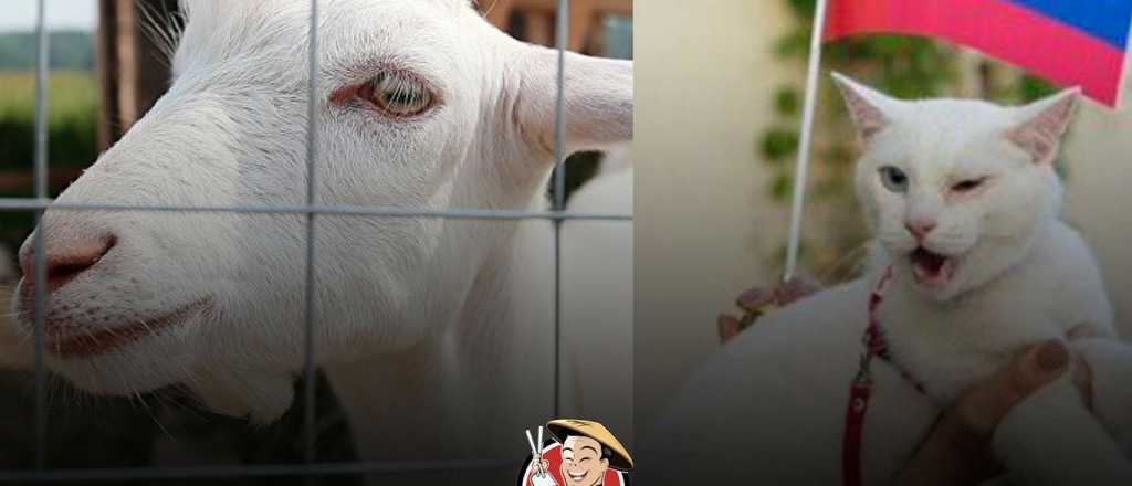 Dos mascotas buscan destronar al Pulpo Paul del Mundial