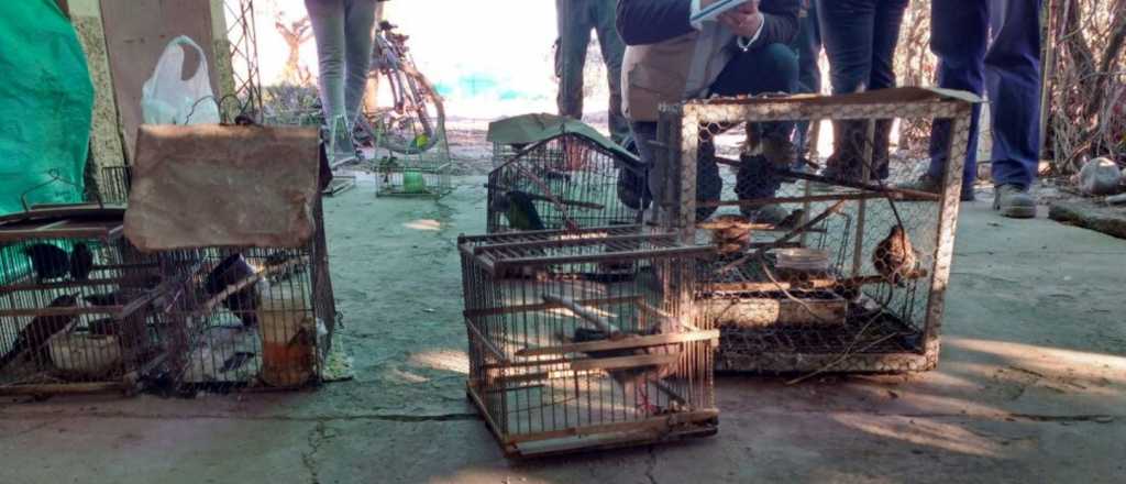 Recuperaron aves silvestres tras un allanamiento en Fray Luis Beltrán