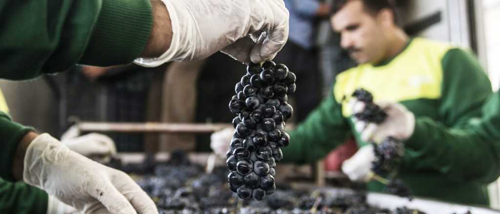 La Federación Agraria pide que el gobierno mendocino compre uva
