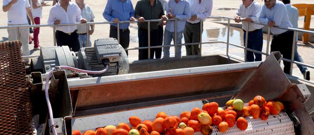 Apuesta al envasado de tomate, contra la crisis en el campo