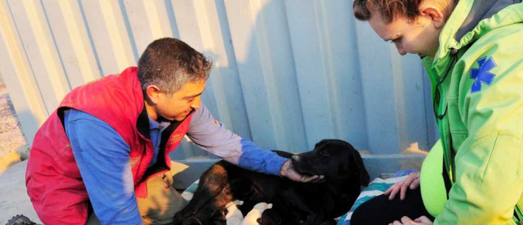 Rescate de perritos del incendio en Valparaíso conmueve al mundo entero