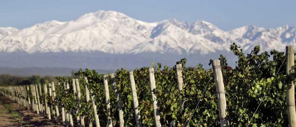 Cuánto vale la hectárea de viña en Mendoza