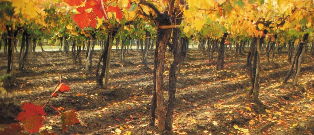 La historia de la vitivinicultura argentina en las Old Vines