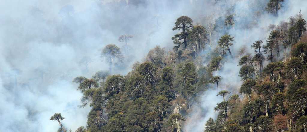 Más de 11 mil hectáreas arrasadas por incendios en Chile