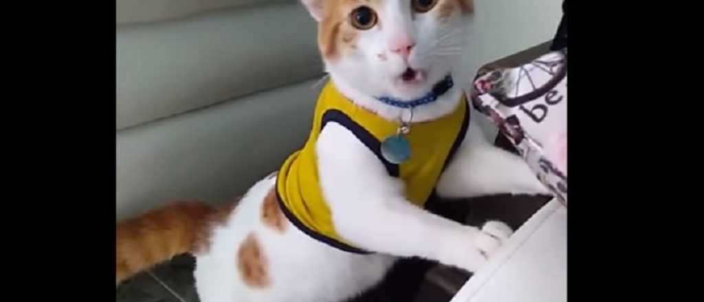 Video: el gato que maulla "gol" y se volvió viral