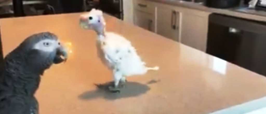 Video: a todo ritmo con un ave desplumada
