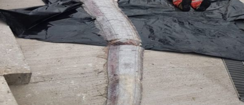 Pescadores chilenos capturaron un monstruoso pez de cinco metros