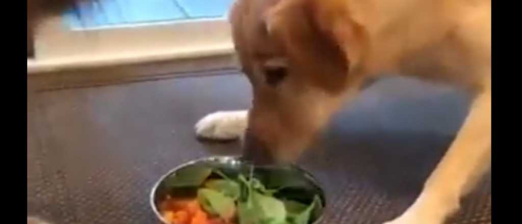 Video: graciosa reacción de un perro al que le dieron de comer ensalada