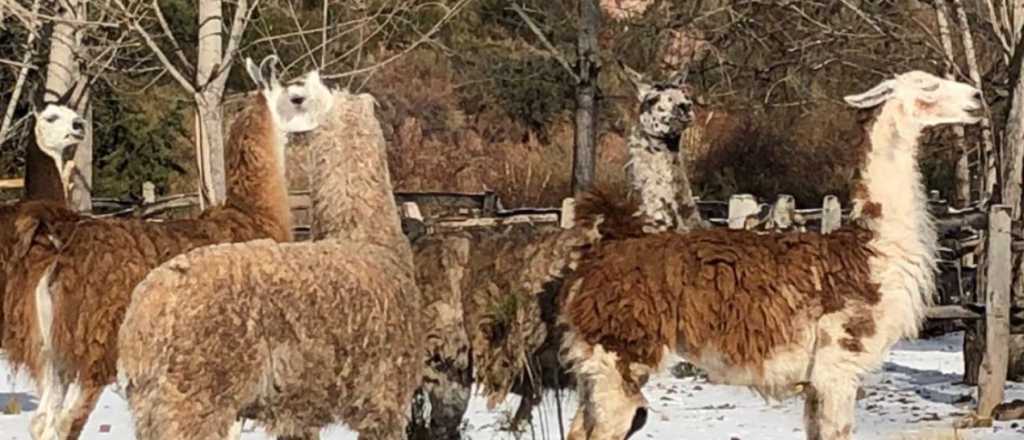 La llama que llama desde El Challao