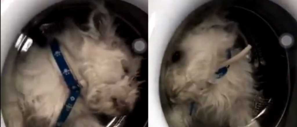 Video: una joven metió a su perro en el lavarropas y lo filmó