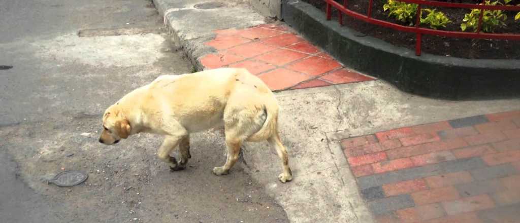 Encontraron 20 perros envenenados en un barrio de Godoy Cruz
