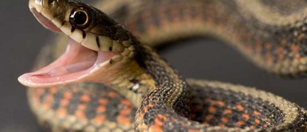 Encontrar a la serpiente: el nuevo y difícil reto viral