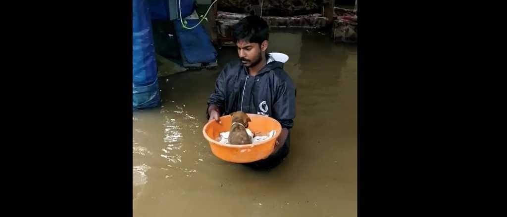 Video: el emocionante rescate de un cachorro en medio de una inundación