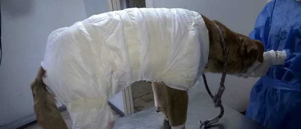 Quemaron a un perro con aceite hirviendo en Los Corralitos