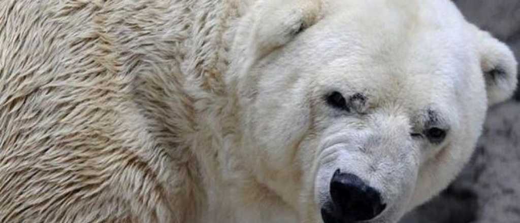 Muri&oacute; el oso Arturo