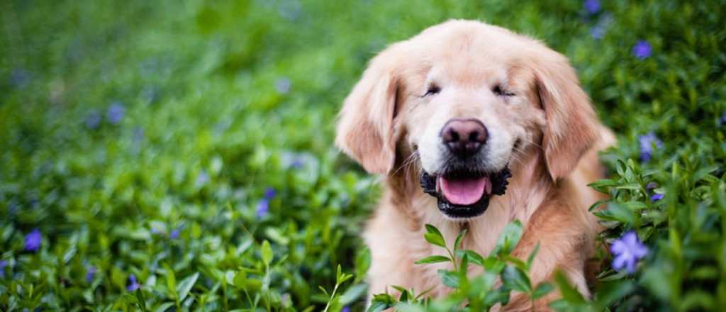 Smiley, el perro ciego que ayuda a niños enfermos