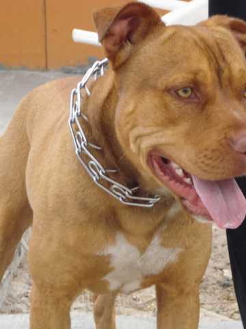 que pasa si un pitbull mata en mendoza