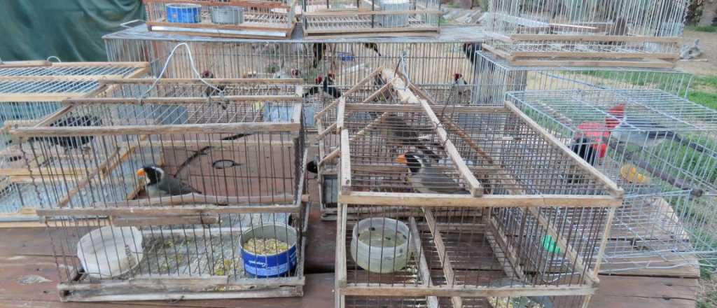 Detuvieron a cazadores de guanacos y traficantes de aves en Uspallata y La Paz