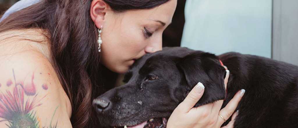 Conmovedor: explican lo que sienten los perros antes de morir