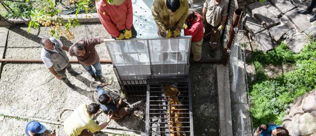Los leones del ex Zoo mendocino fueron trasladados a EE.UU.