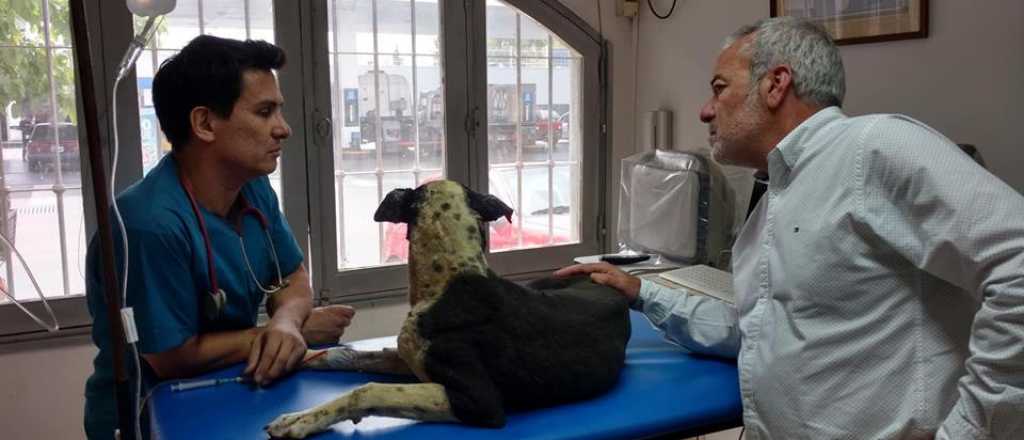 Buscan hogar para un perro rescatado tras el incendio en el Cerro Arco