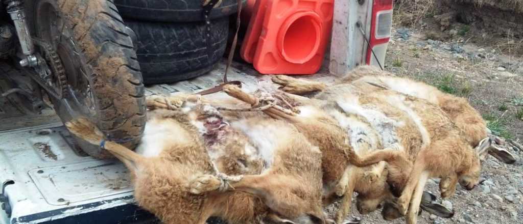Atraparon a cazadores con liebres muertas en Tupungato