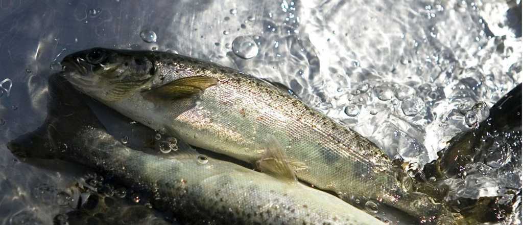 Argentina mira a Chile como modelo de riqueza y apunta al cobre y el salm&oacute;n