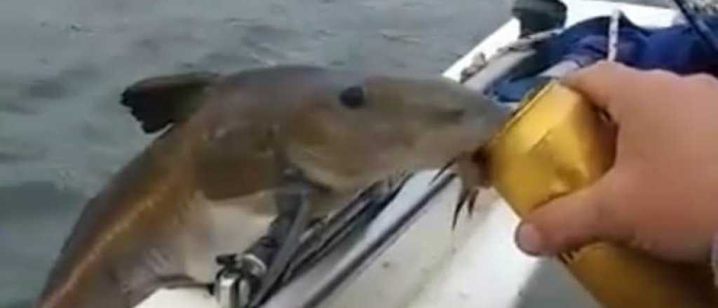 Video: el pez ebrio que toma cerveza trepado a un barco