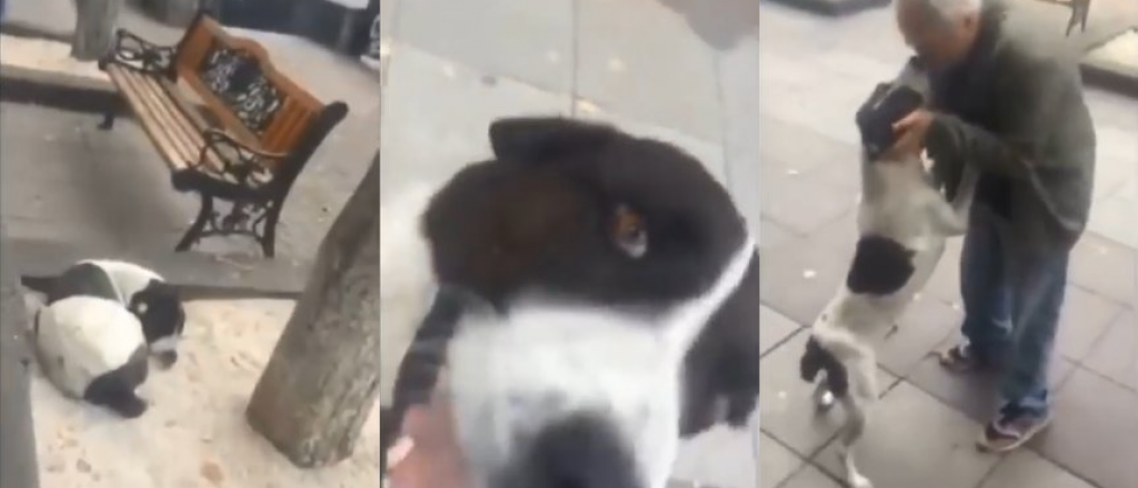 Video: Emocionante reencuentro entre un perro y su dueño