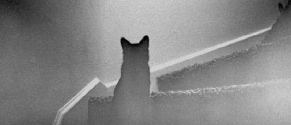 Video viral: el "gato fantasma" que en segundos desaparece