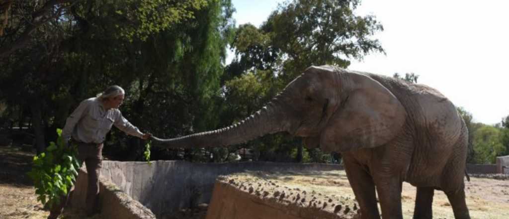 Trasladarán a los elefantes del Ecoparque a un Santuario Natural en Brasil