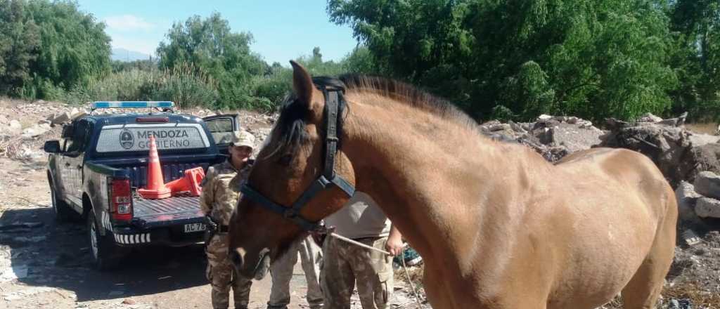 Faenaron un caballo que era el regalo de 15 años de una joven en San Martín