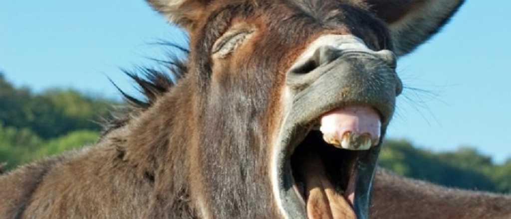 Se viraliz&oacute; un video de un burro que "canta" &oacute;pera