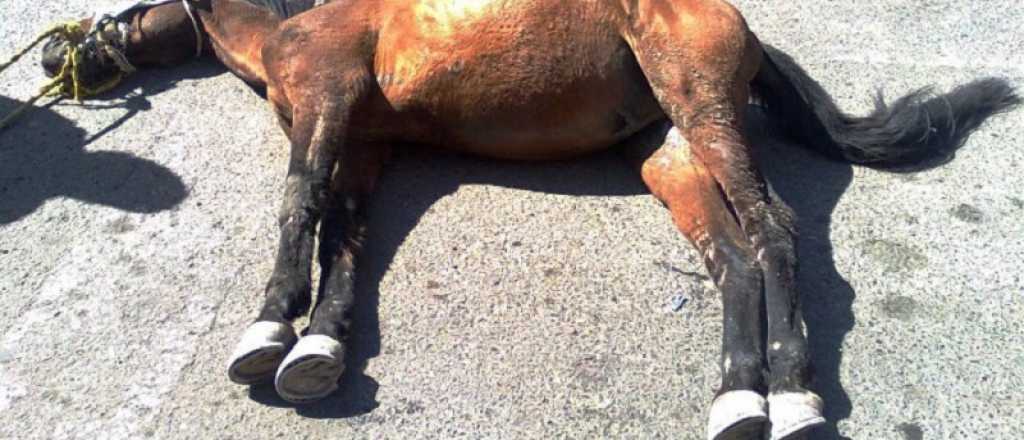Video: un caballo murió degollado frente al Acceso Este