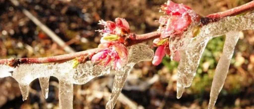Luj&aacute;n y Tunuy&aacute;n, las zonas m&aacute;s afectadas por las heladas tard&iacute;as