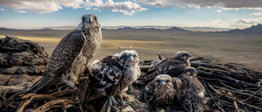 La Tierra perdió el 60% de su fauna salvaje en 44 años, asegura un informe